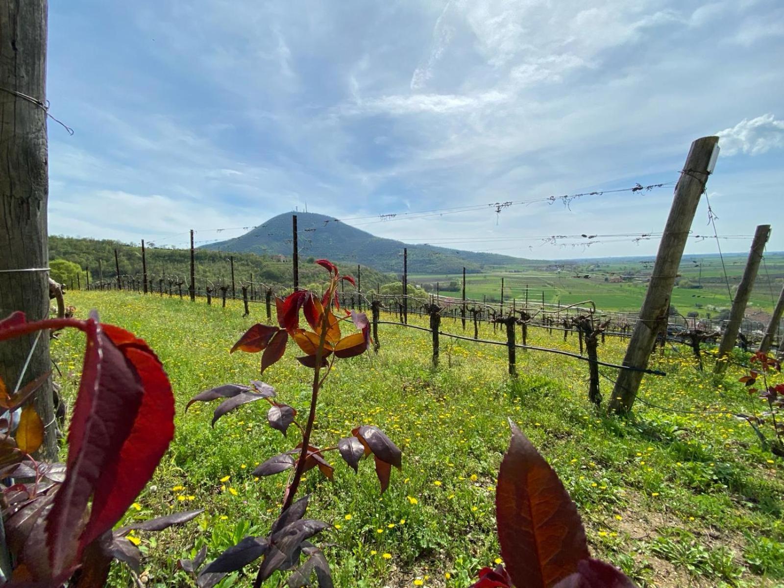 Azienda Agricola Ca' Lunga Cinto Euganeo المظهر الخارجي الصورة